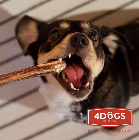 4DOGS Gryzak z penisa wołowego M - obrazek 4