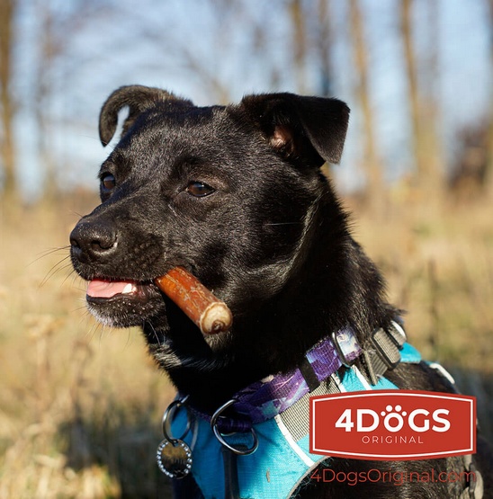 4DOGS Gryzak z penisa wołowego M - obrazek 5