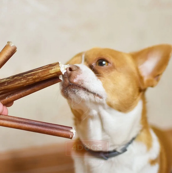 4DOGS Gryzak z penisa wołowego M - obrazek 6