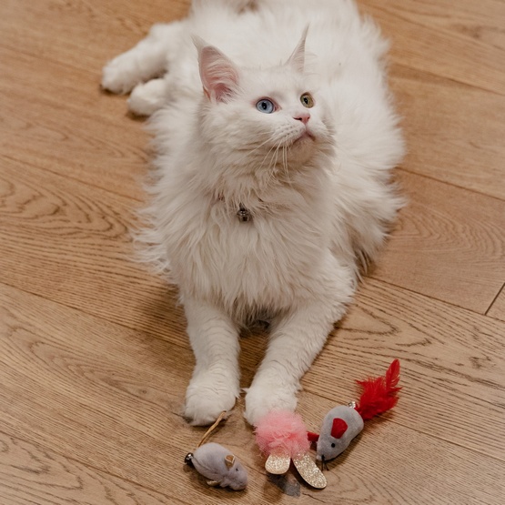 Dingo Zabawka dla kota - Love Myszki z piórkami 2szt - obrazek 2