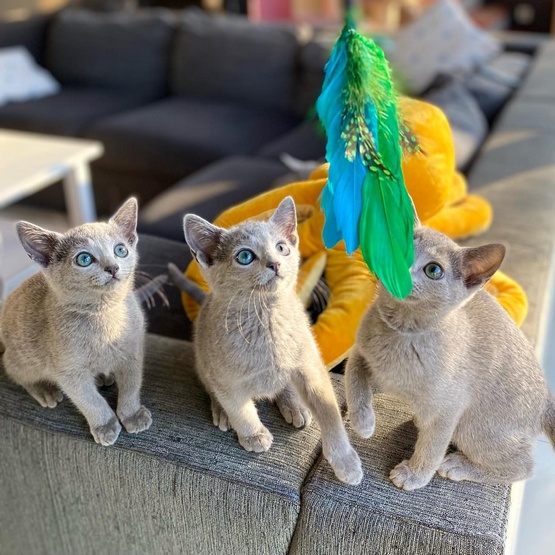 Dingo Zabawka dla kota - Wędka Charming z trzema wymiennymi zabawkami - obrazek 3