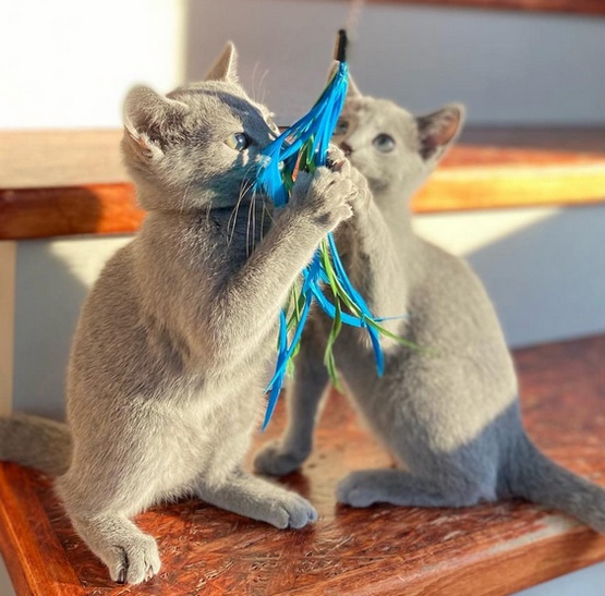 Dingo Zabawka dla kota - Wędka Charming z trzema wymiennymi zabawkami - obrazek 4