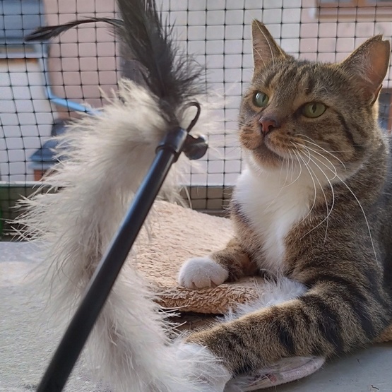 Dingo Zabawka dla kota - Wędka Jungle - obrazek 3