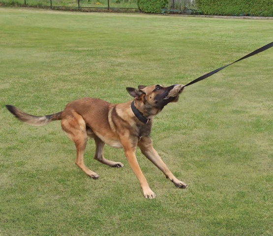 Dingo Zabawka dla psa - Sztuczne Futro z rączką bungee 150cn - obrazek 4