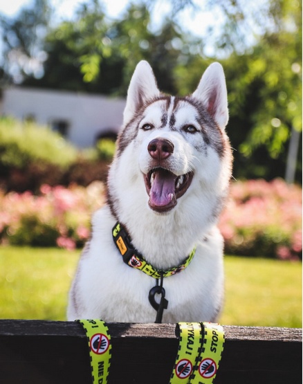 Dingo Obroża regulowana City - Nie Dotykaj 3,0cm/60cm - obrazek 2