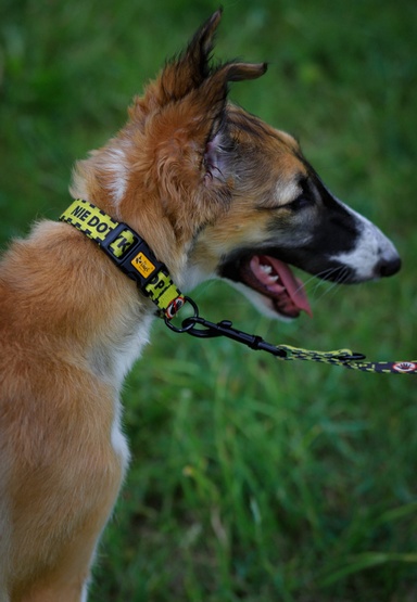 Dingo Obroża regulowana City - Nie Dotykaj 3,0cm/60cm - obrazek 3