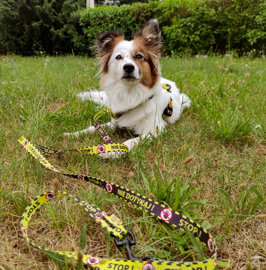 Dingo Smycz przepinana City - Nie Dotykaj 2x220cm - obrazek 3