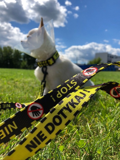 Dingo Smycz przepinana City - Nie Dotykaj 3x220cm - obrazek 4