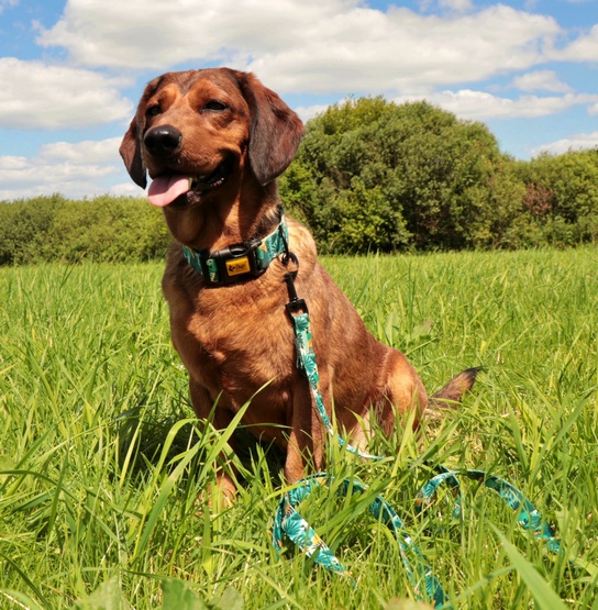 Dingo Obroża regulowana City - Monstera 3,0cm/60cm - obrazek 3