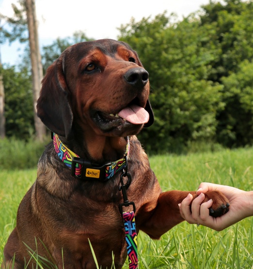 Dingo Obroża regulowana City - Graffiti 2,0cm/45cm - obrazek 3