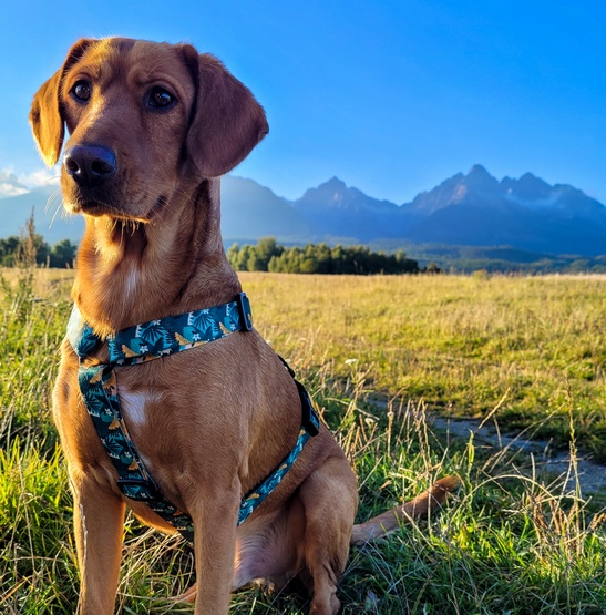 Dingo Szelki dwupaskowe Guard City - Monstera rozmiar L - obrazek 3