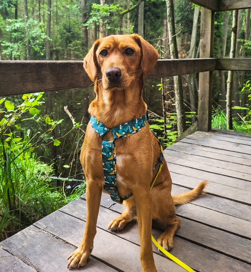 Dingo Szelki dwupaskowe Guard City - Monstera rozmiar L - obrazek 4