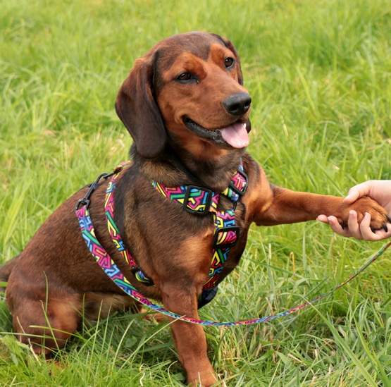Dingo Szelki dwupaskowe Guard City - Graffiti rozmiar L - obrazek 3
