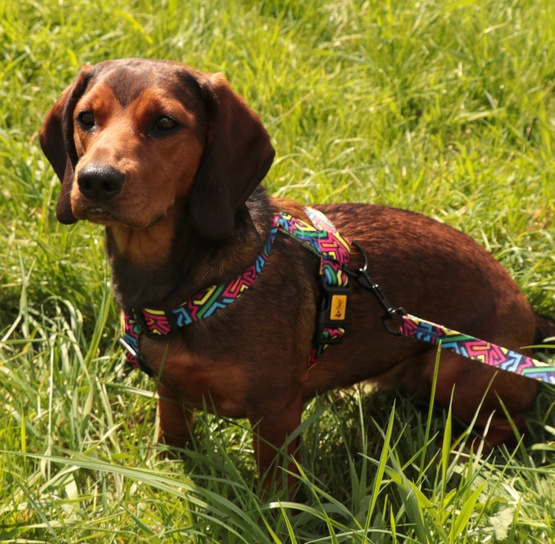 Dingo Szelki dwupaskowe Guard City - Graffiti rozmiar L - obrazek 4