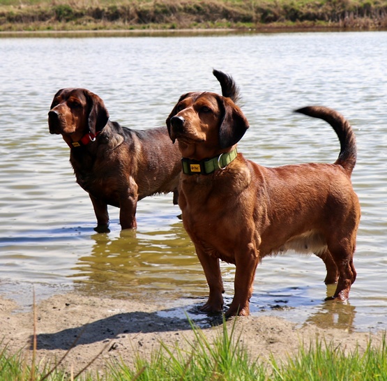 Dingo Obroża Scandi 3,0cm/60cm szara - obrazek 2