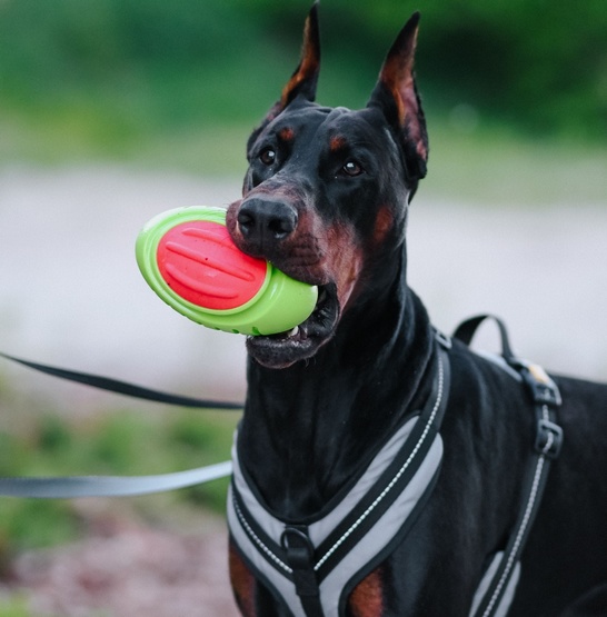 Dingo Zabawka dla psa - Guma TPR - Rugby Dent 17cm - obrazek 3