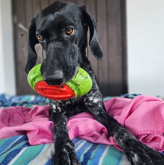 Dingo Zabawka dla psa - Guma TPR - Rugby Dent 17cm - obrazek 4