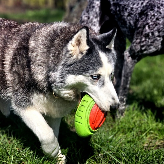 Dingo Zabawka dla psa - Guma TPR - Rugby Dent 17cm - obrazek 5