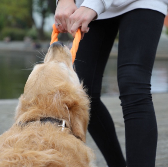 Dingo Zabawka dla psa - Ringo zaplatane Energy 18cm czerwono-zielone - obrazek 2