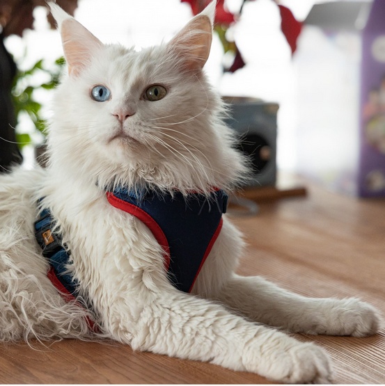 Dingo Szelki bezuciskowe z dwupaskową regulacją M granatowe - obrazek 2