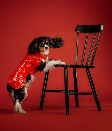 Chaba Kubrak Dopamine 4XL czerwony - obrazek 5