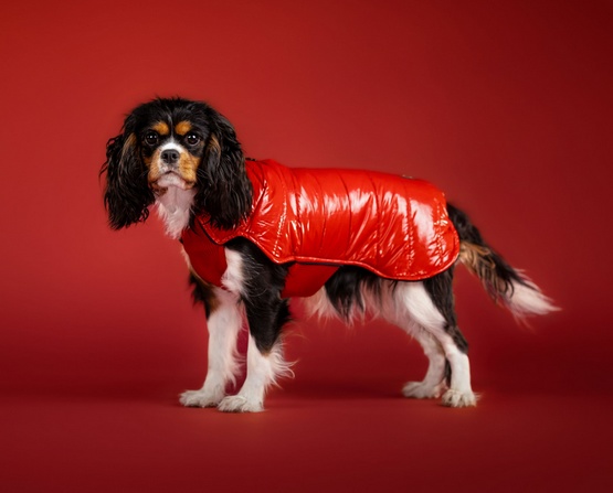 Chaba Kubrak Dopamine 4XL czerwony - obrazek 6