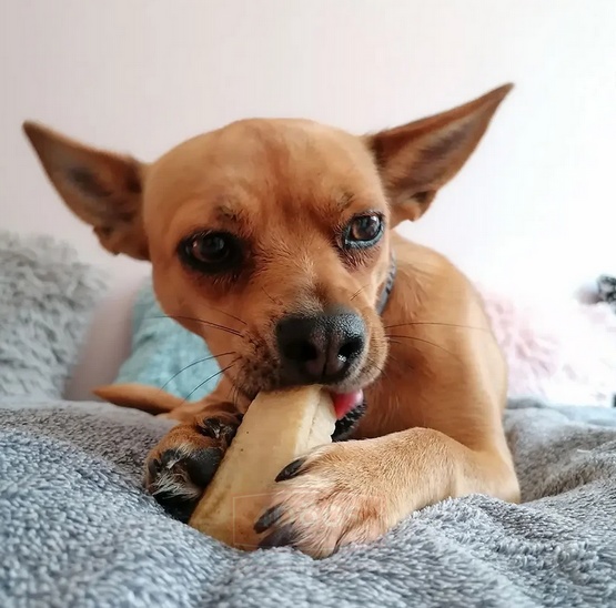 4DOGS Gryzak z sera himalajskiego Churpi Original S - obrazek 9