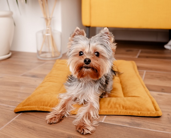 MIMIKO Pets Mata Velvet 70x50cm musztarda - obrazek 2