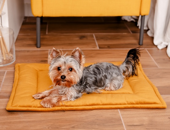 MIMIKO Pets Mata Velvet 70x50cm musztarda - obrazek 3