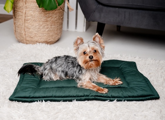 MIMIKO Pets Mata Velvet 70x50cm butelkowa zieleń - obrazek 2