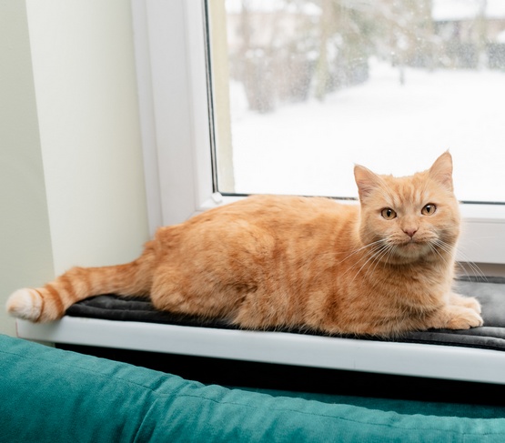 MIMIKO Pets Mata Velvet 25x70cm grafit - obrazek 3