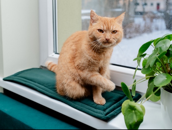 MIMIKO Pets Mata Velvet 25x70cm butelkowa zieleń - obrazek 2