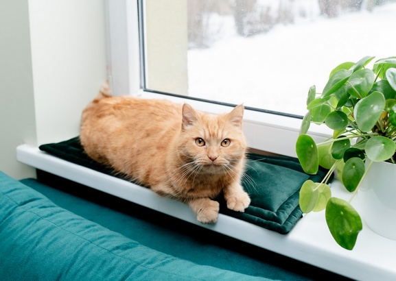 MIMIKO Pets Mata Velvet 25x70cm butelkowa zieleń - obrazek 3