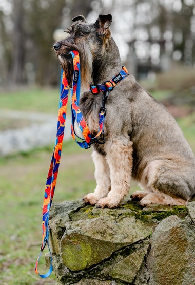 CHABA Obroża regulowana Story III S Aussie - obrazek 6