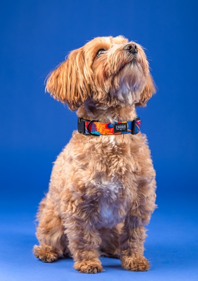 CHABA Obroża regulowana Story III M Aussie - obrazek 4