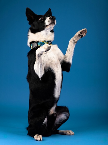 CHABA Obroża regulowana Story III S Carnival - obrazek 4