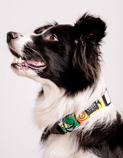 CHABA Obroża regulowana Story III M Jumbo - obrazek 5