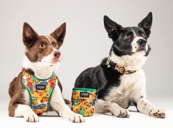 CHABA Obroża regulowana Story III XL Jumbo - obrazek 6