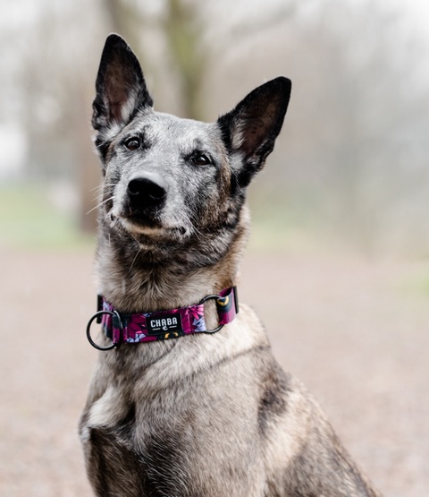 CHABA Obroża regulowana Story III M Lakota - obrazek 5