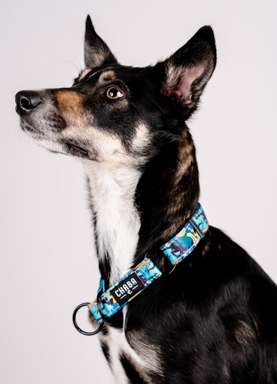 CHABA Obroża półzaciskowa Story III M Carnival - obrazek 4