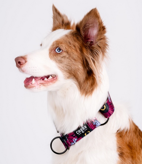 CHABA Obroża półzaciskowa Story III M Lakota - obrazek 4