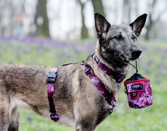 CHABA Saszetka na smakołyki Story III Multi 2w1 Lakota - obrazek 4