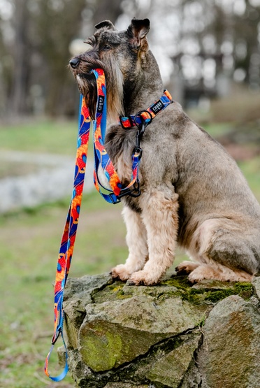 CHABA Smycz regulowana Story III M 20mm/260cm Aussie - obrazek 6