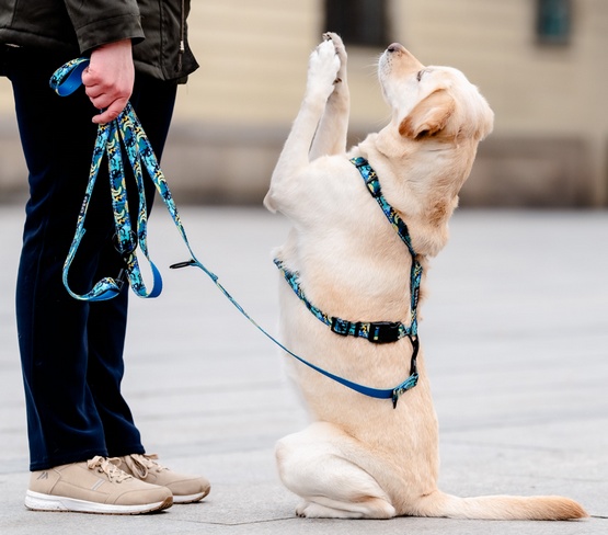 CHABA Smycz regulowana Story III M 20mm/260cm Carnival - obrazek 6