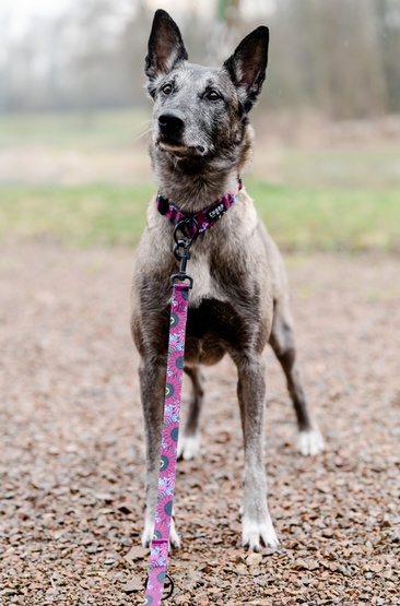 CHABA Smycz regulowana Story III M 20mm/260cm Lakota - obrazek 6