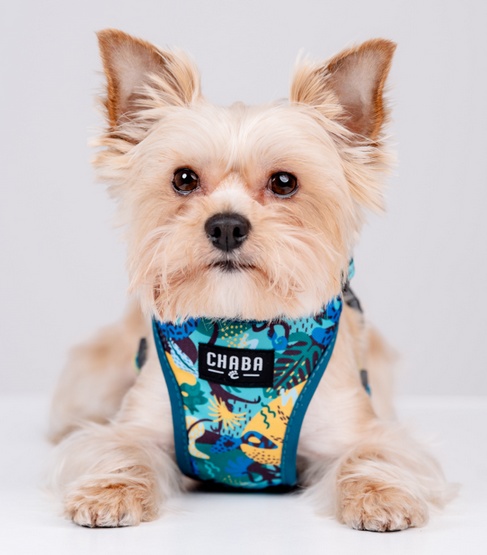 CHABA Szelki Guard Comfort Story III bezuciskowe S 1,6cm Carnival - obrazek 5