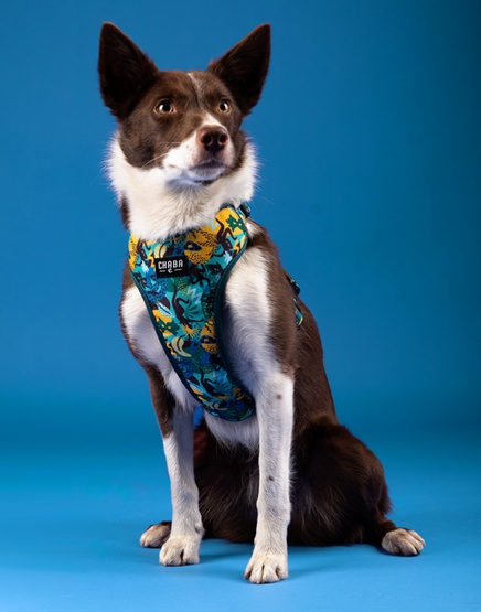 CHABA Szelki Guard Comfort Story III bezuciskowe M 1,6cm Carnival - obrazek 6