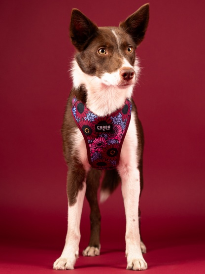 CHABA Szelki Guard Comfort Story III bezuciskowe S 1,6cm Lakota - obrazek 6