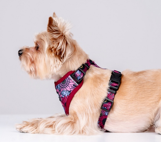 CHABA Szelki Guard Comfort Story III bezuciskowe M 1,6cm Lakota - obrazek 5