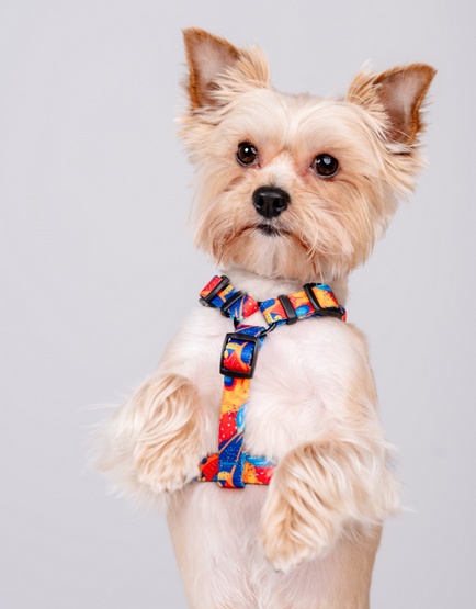 CHABA Szelki Guard Story III L 2,5cm Aussie - obrazek 4